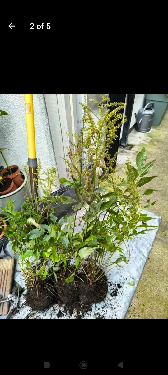 Garden plants - Image 4