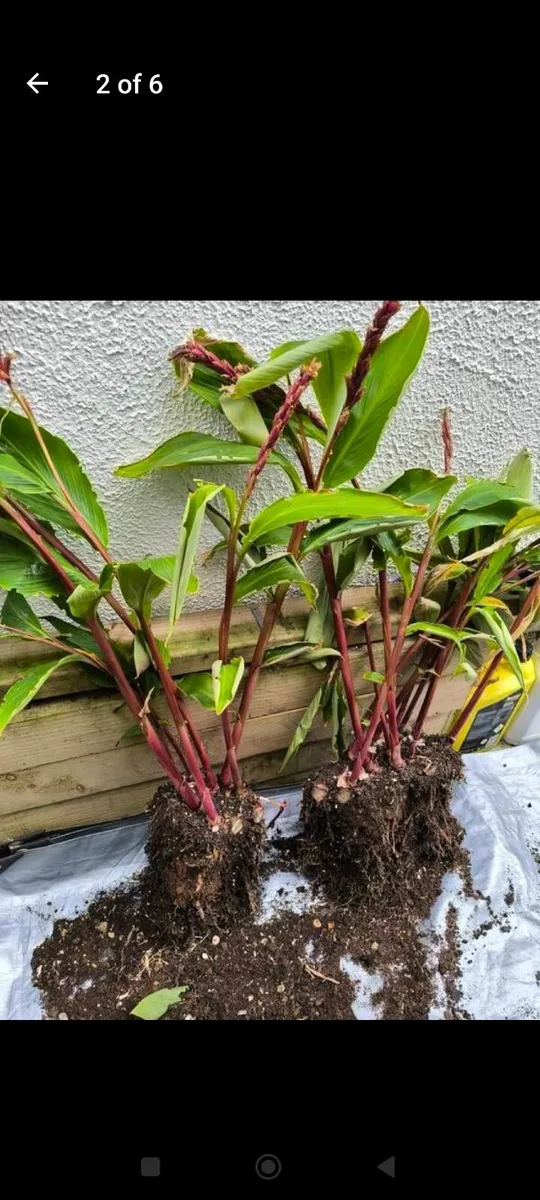 Garden plants - Image 1
