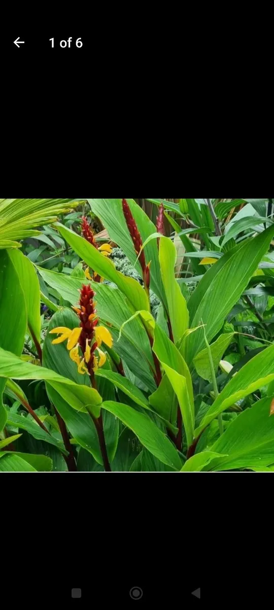 Garden plants - Image 2