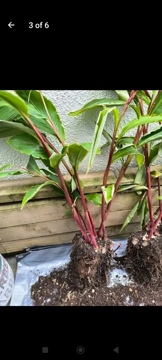 Garden plants - Image 3