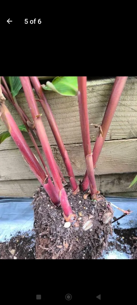 Garden plants - Image 4
