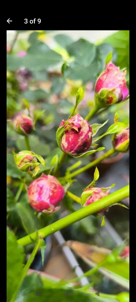 Garden plants - Image 1