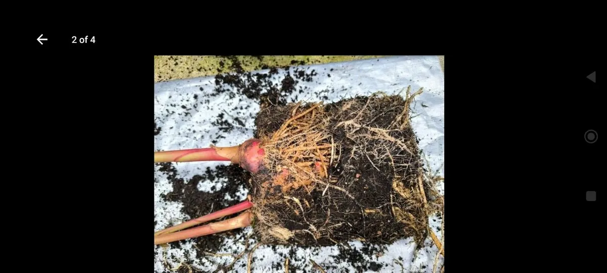 Garden plants - Image 2