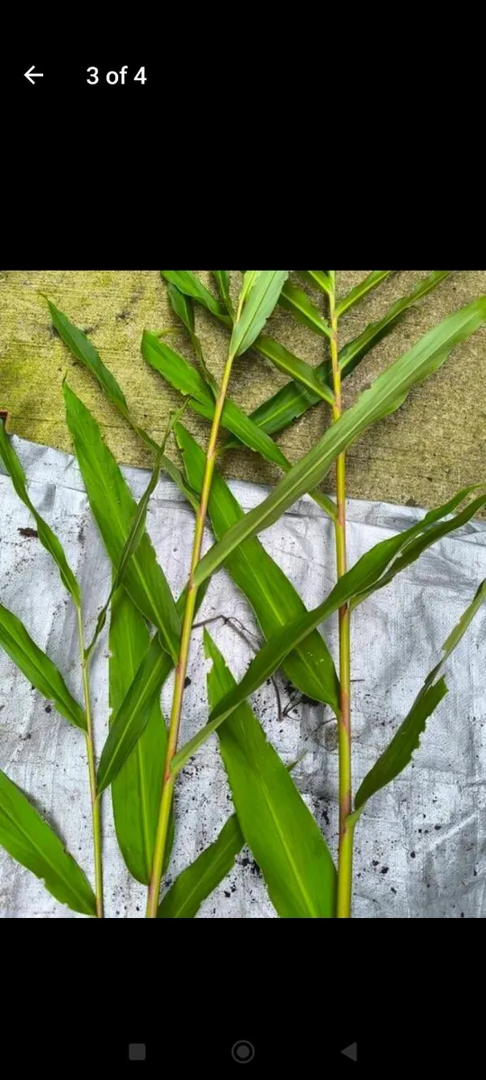 Garden plants - Image 3