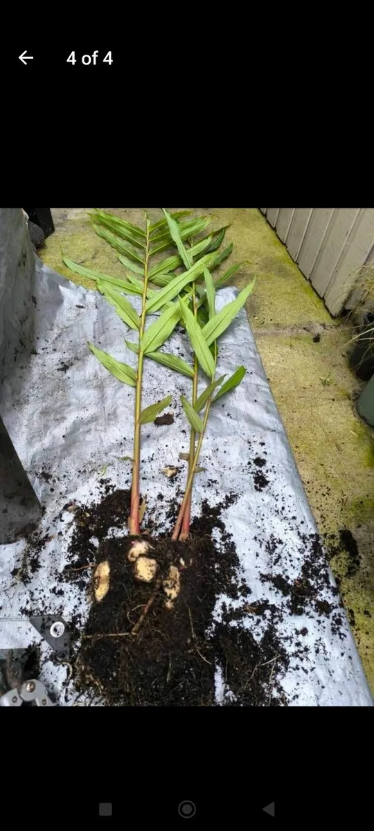 Garden plants - Image 4