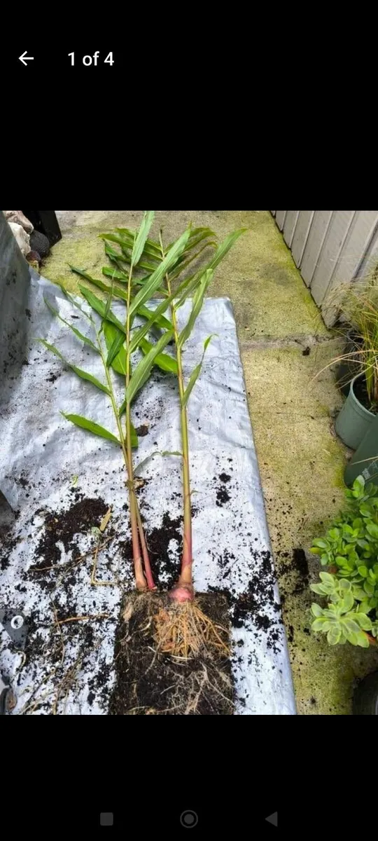 Garden plants - Image 1