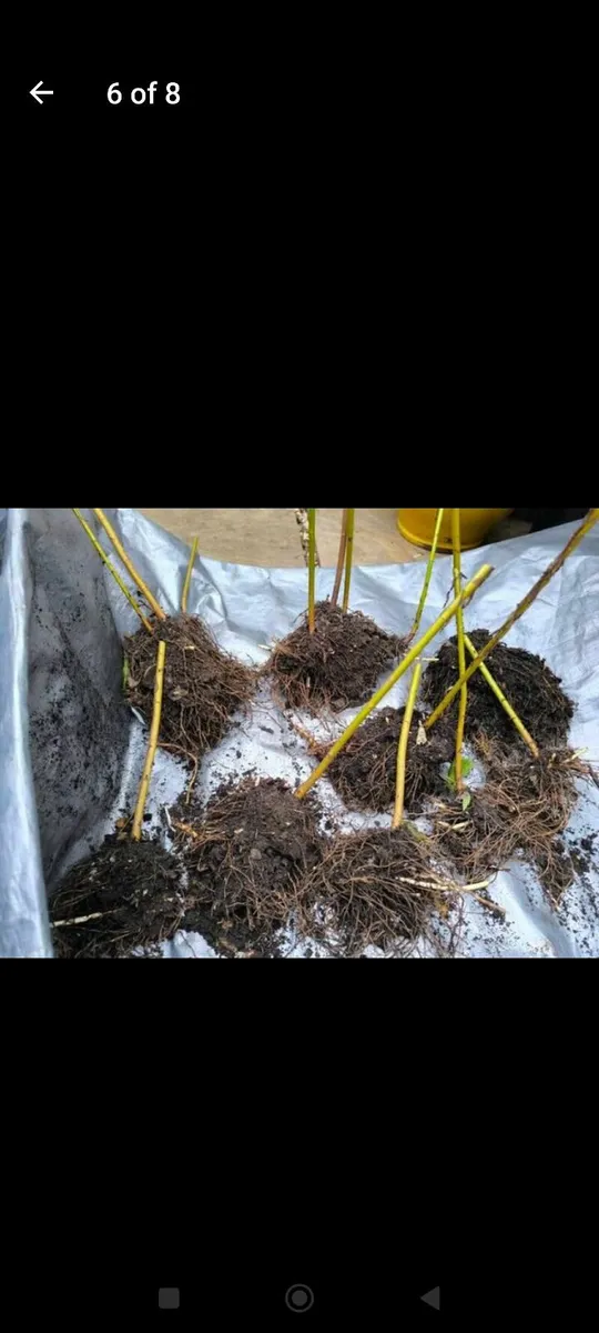 Garden plants - Image 1