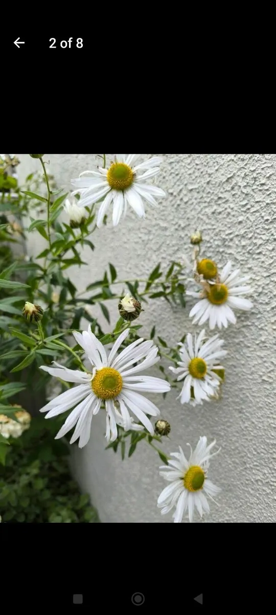 Garden plants - Image 2