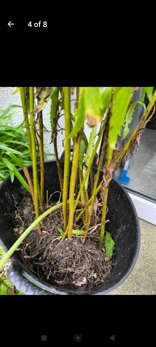 Garden plants - Image 3