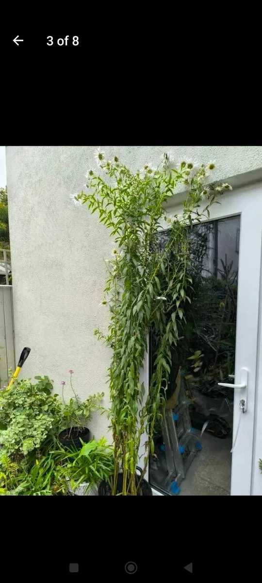 Garden plants - Image 4