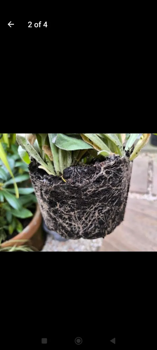 Garden plants - Image 1
