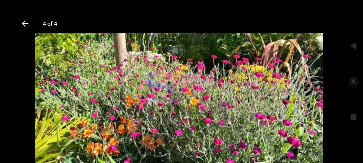 Garden plants - Image 2