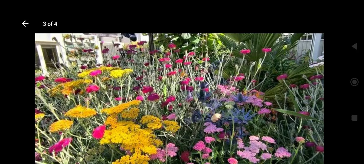 Garden plants - Image 3