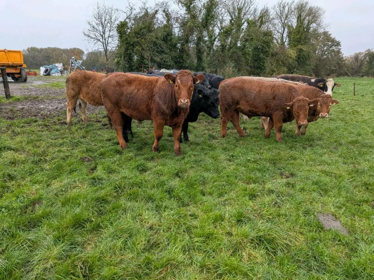 Organic Bullocks - Image 4
