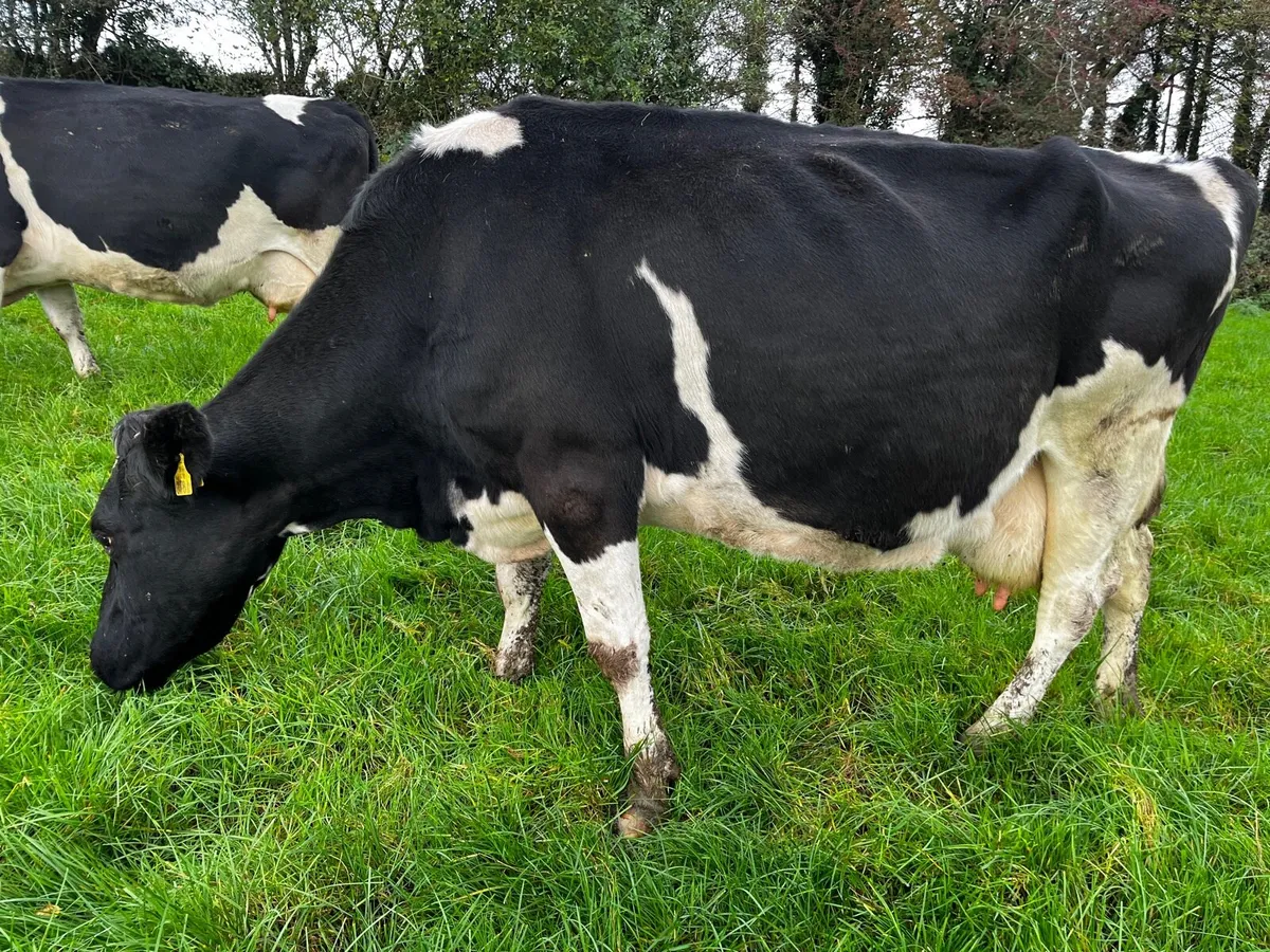 8 Empty / 7 Late Calving Cows - Image 2
