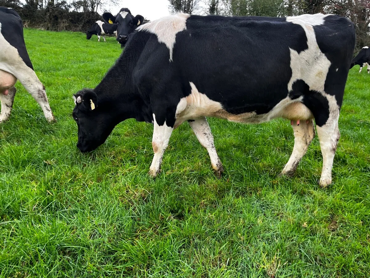 8 Empty / 7 Late Calving Cows - Image 3