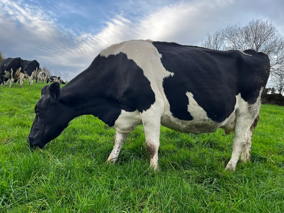 8 Empty / 7 Late Calving Cows - Image 1
