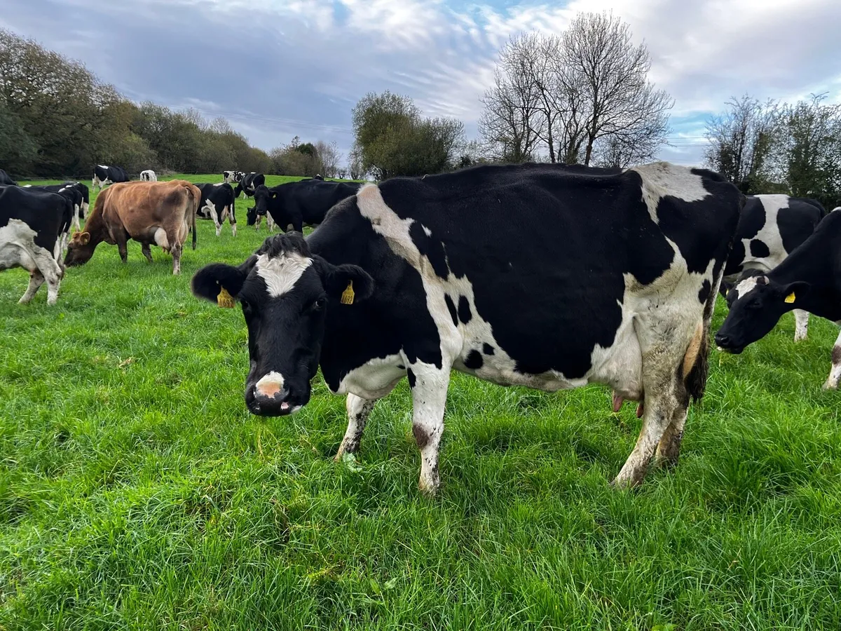 8 Empty / 7 Late Calving Cows - Image 4