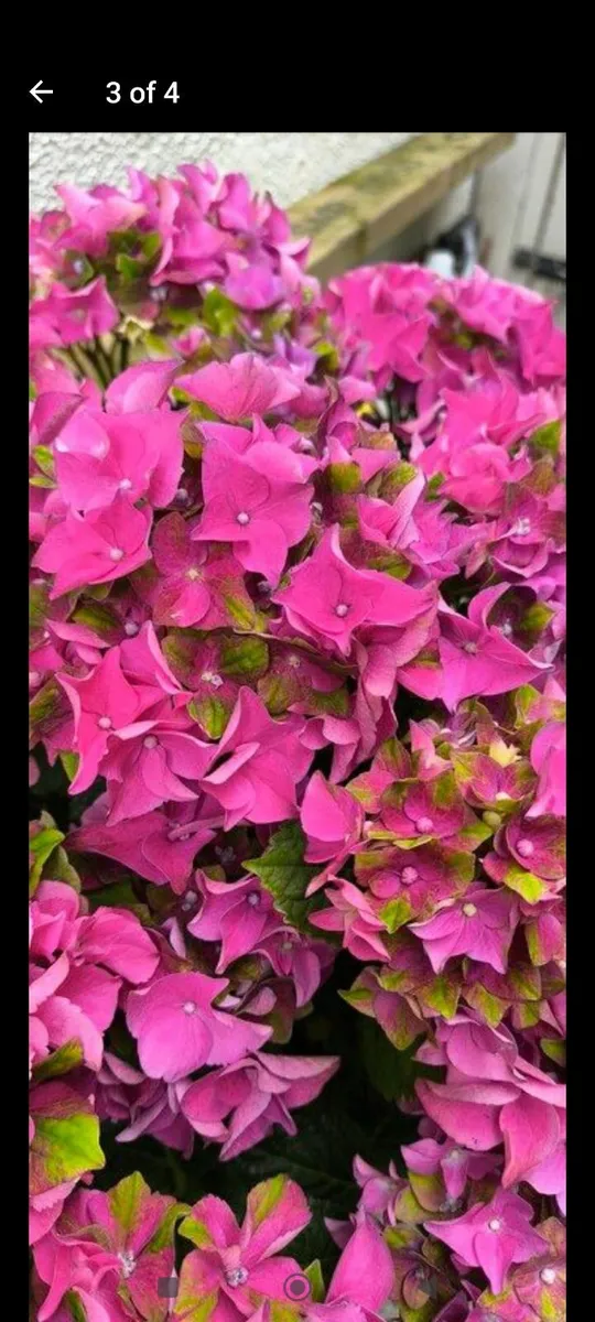 Garden plants - Image 1
