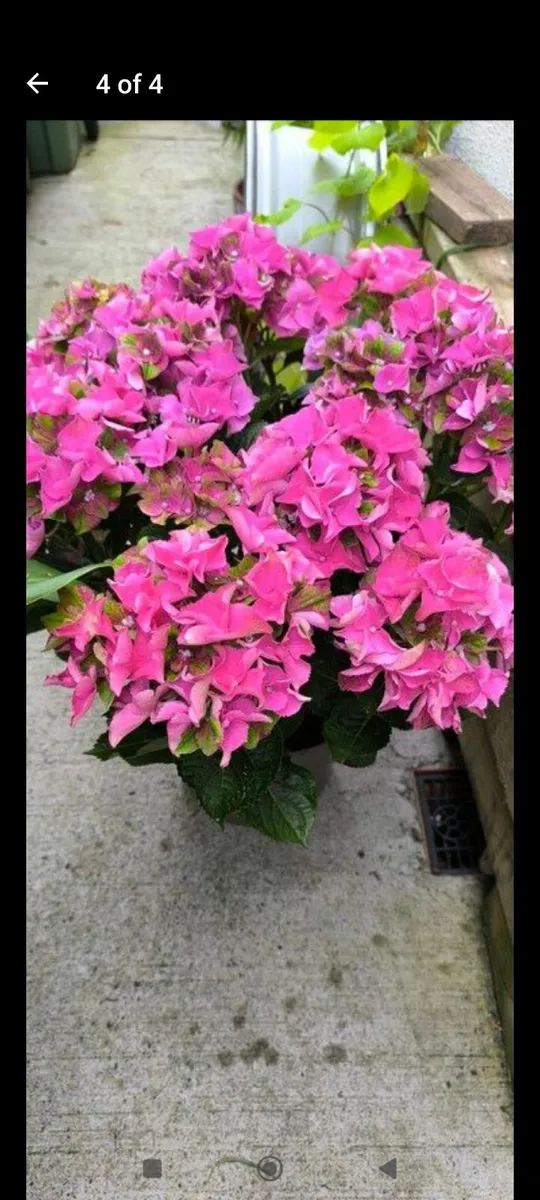 Garden plants - Image 2