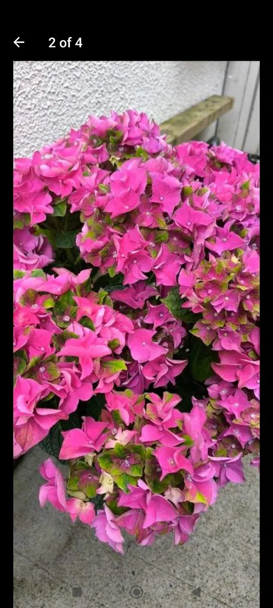 Garden plants - Image 3