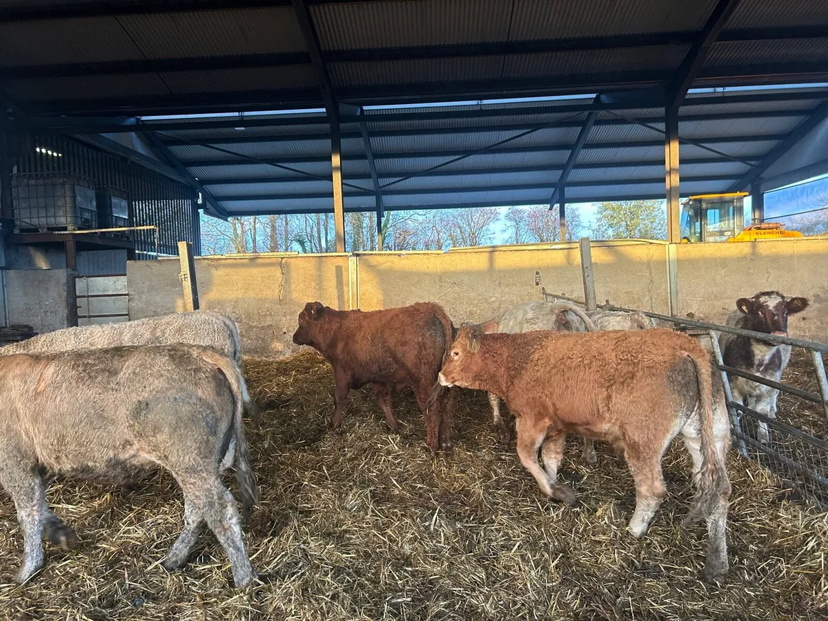 6 super  continental 360 kg cattle - Image 1