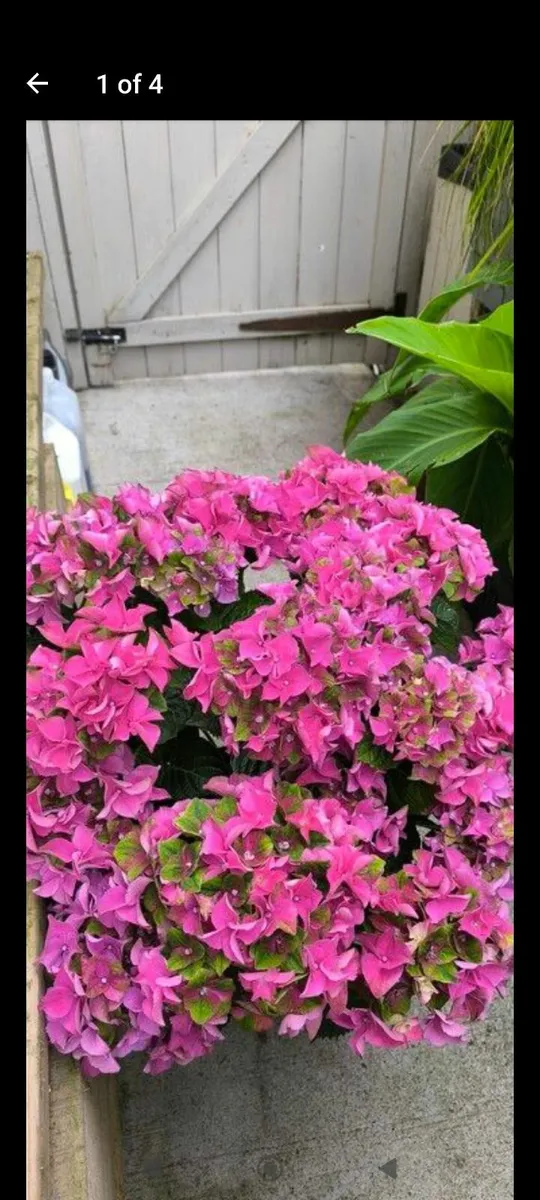 Garden plants - Image 4