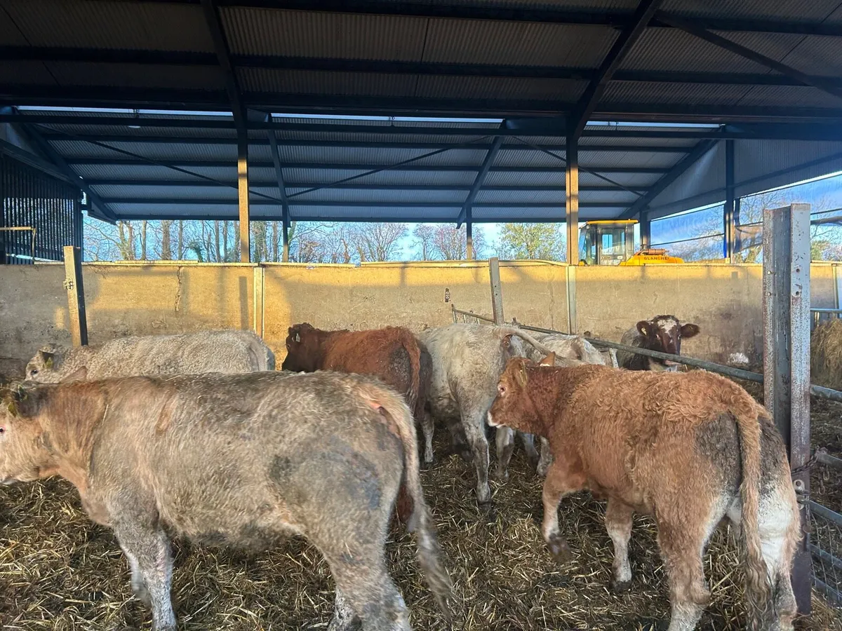 6 super  continental 360 kg cattle - Image 2