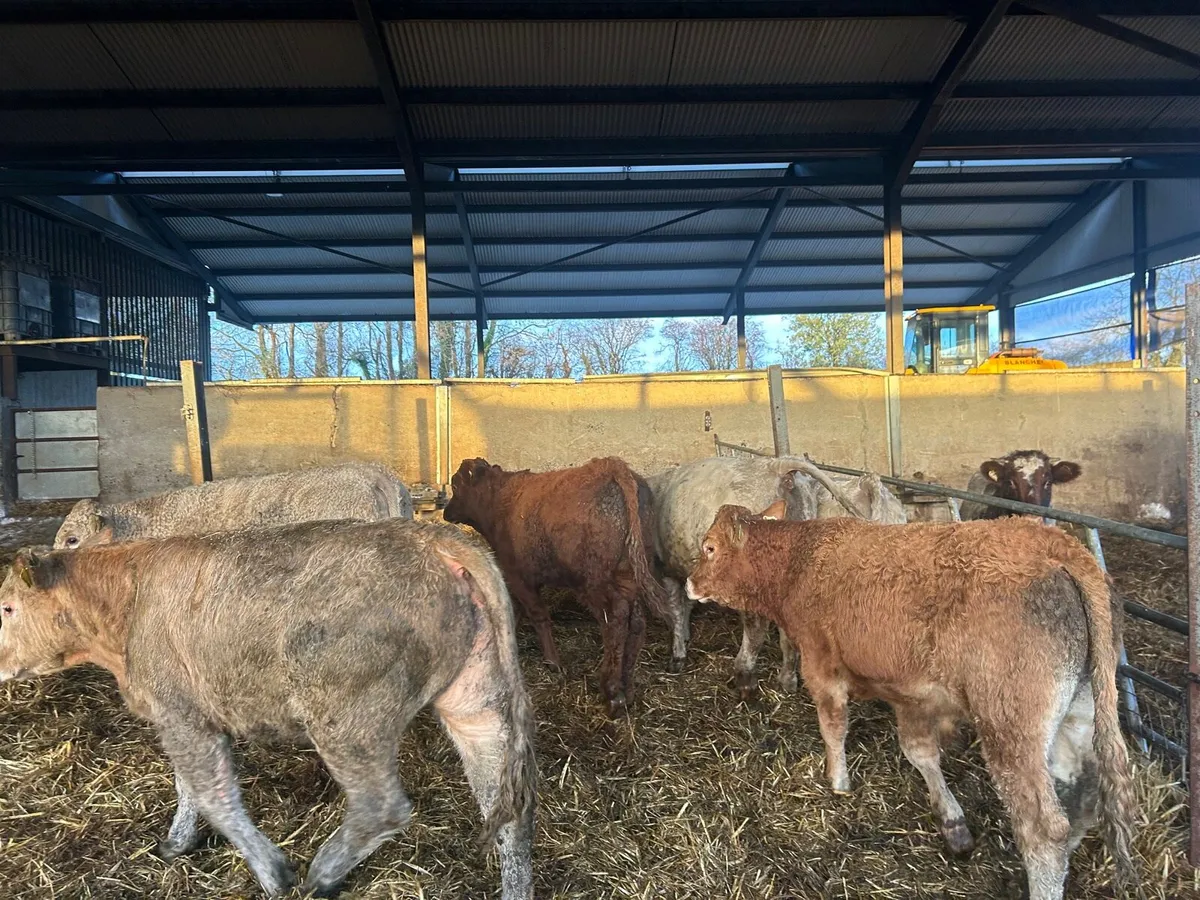 6 super  continental 360 kg cattle - Image 3