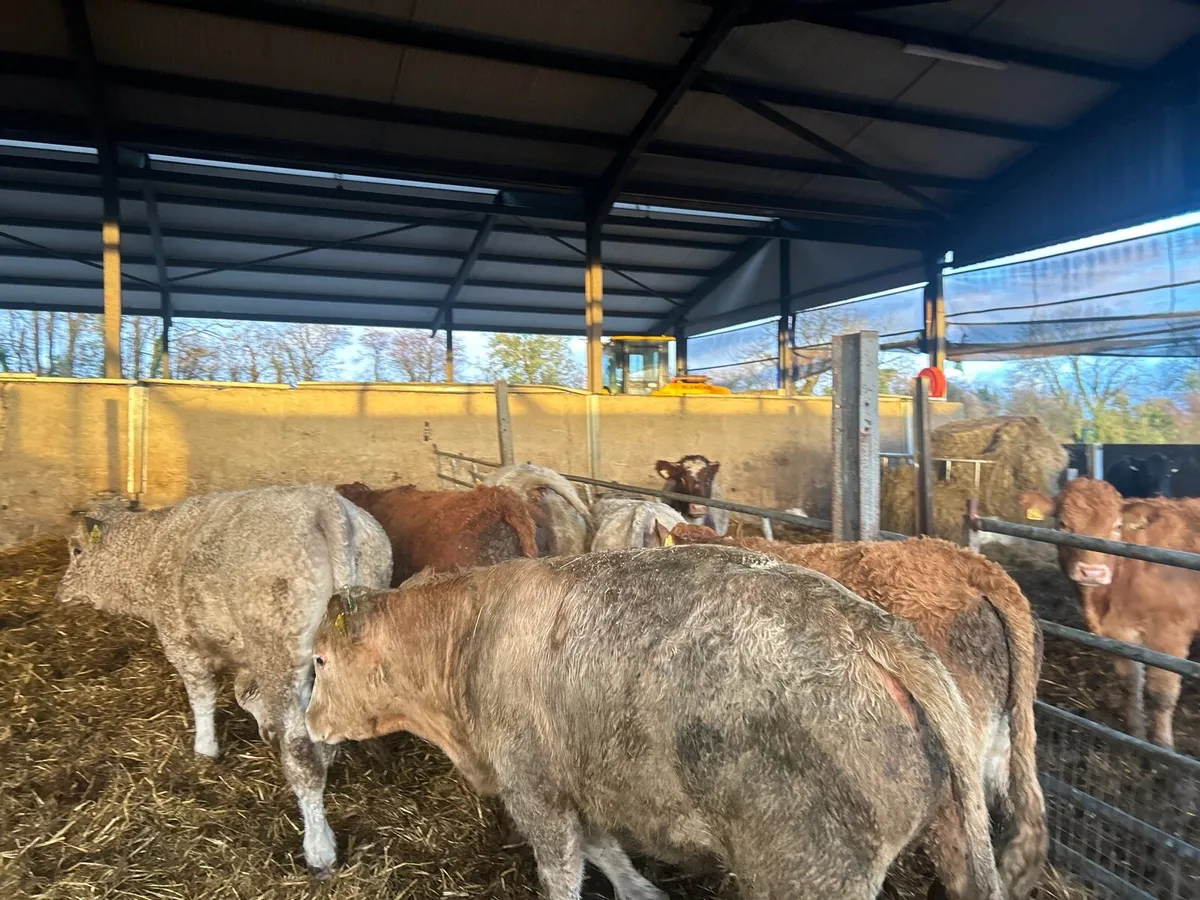 6 super  continental 360 kg cattle - Image 4