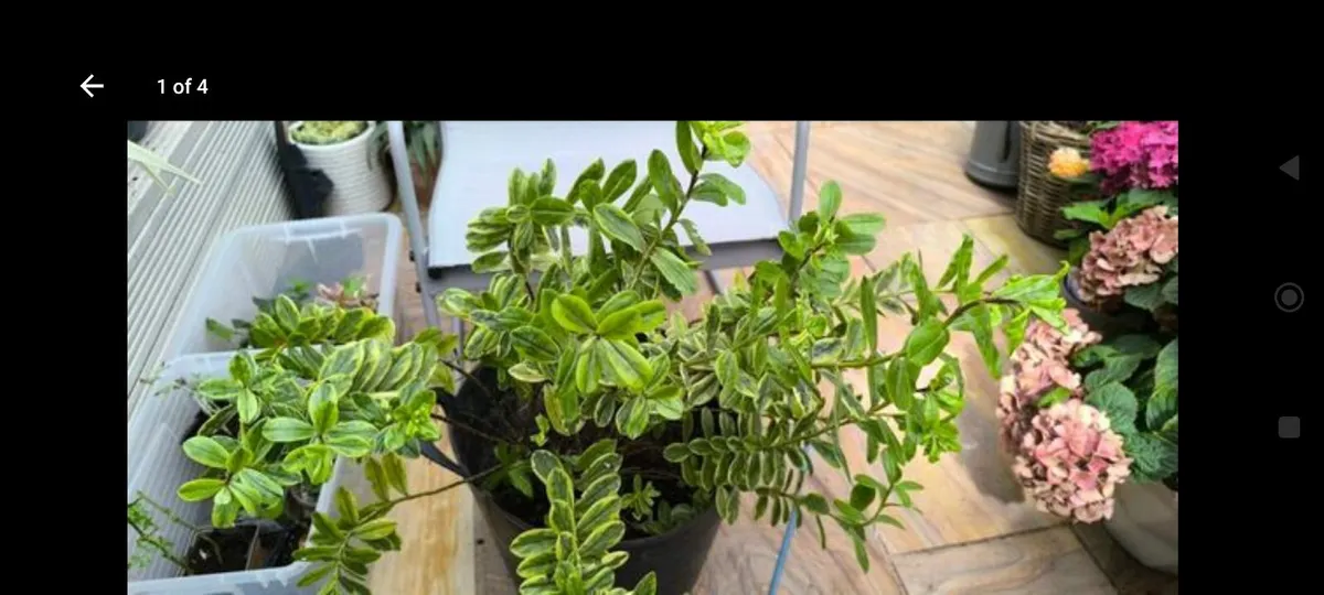 Garden plants - Image 1