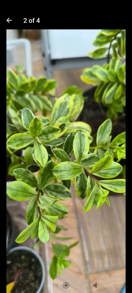 Garden plants - Image 2