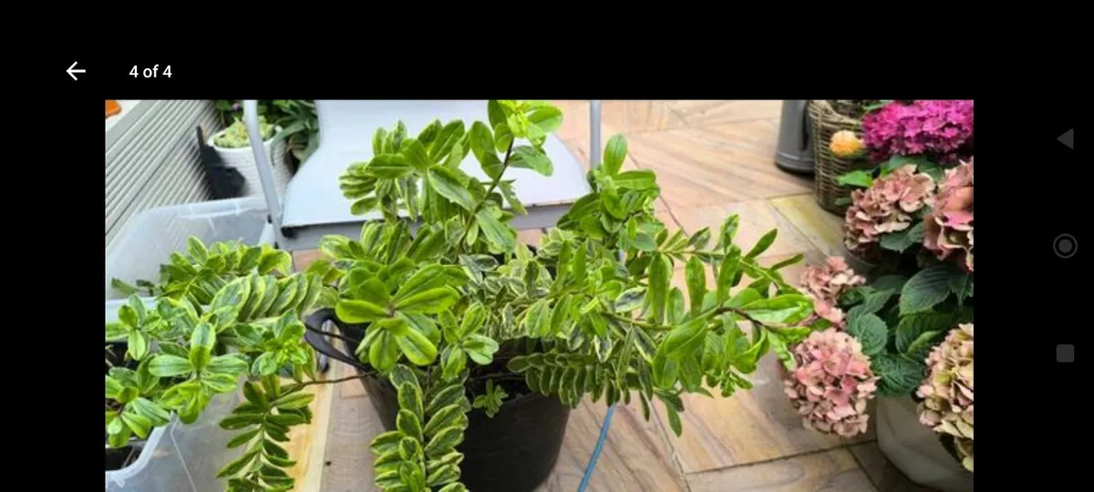 Garden plants - Image 3