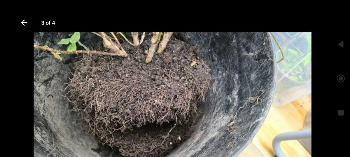 Garden plants - Image 4