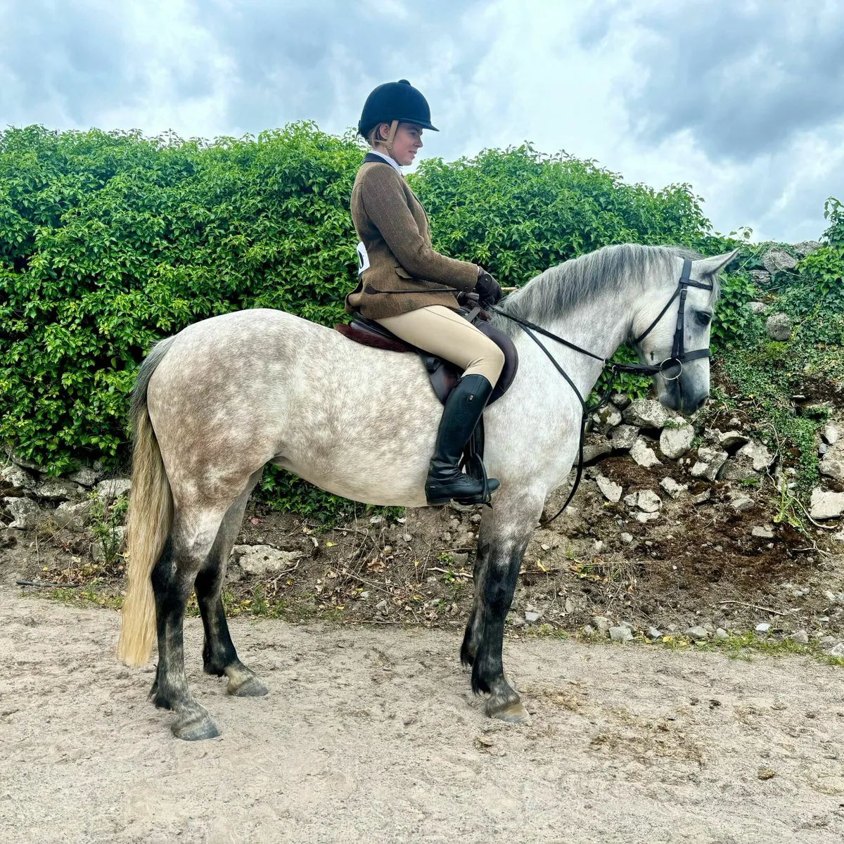 Connemara 5yo 143cm mare - Image 1