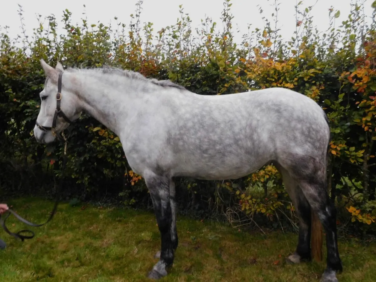 Connemara 5yo 143cm mare - Image 2