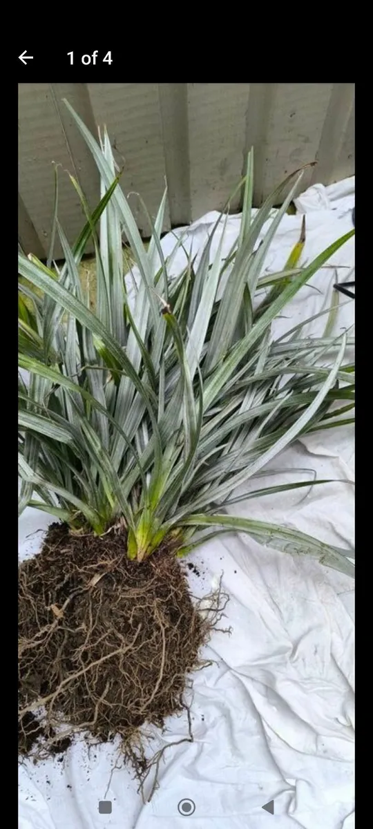 Garden plants - Image 1