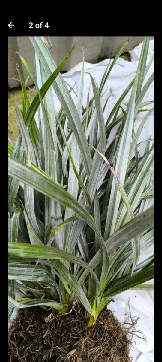 Garden plants - Image 2