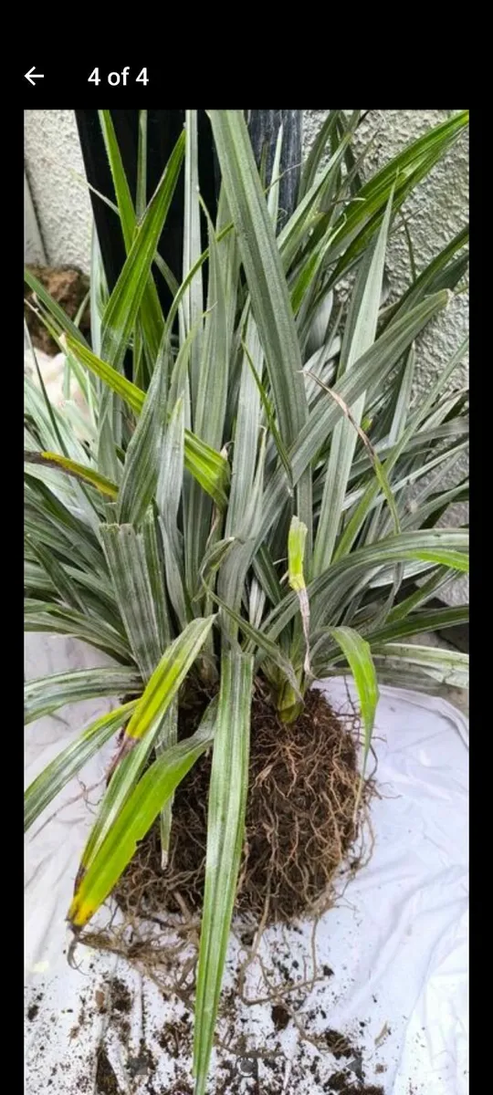 Garden plants - Image 3