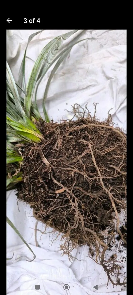 Garden plants - Image 4