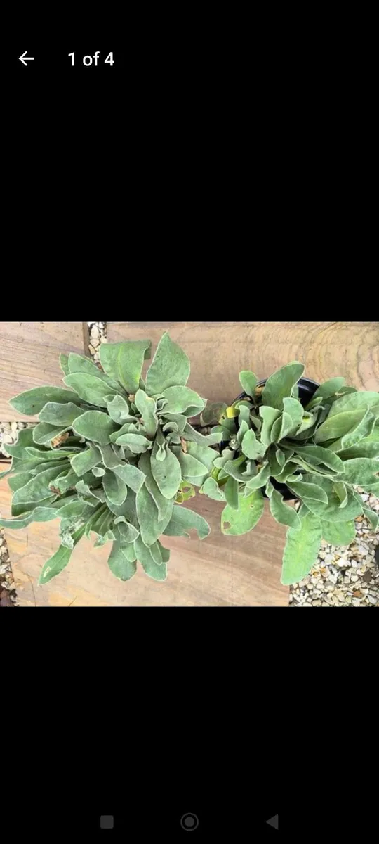 Garden plants - Image 4