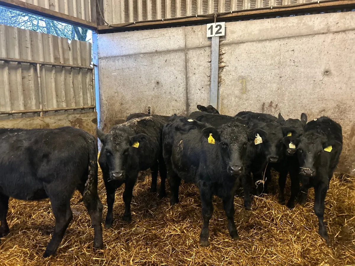 8 super  march born  Angus heifers - Image 1