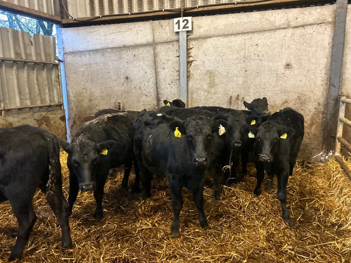 8 super  march born  Angus heifers - Image 2