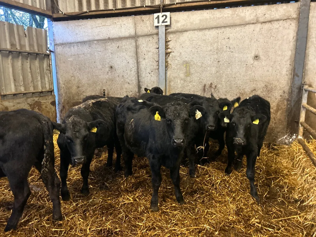 8 super  march born  Angus heifers - Image 3