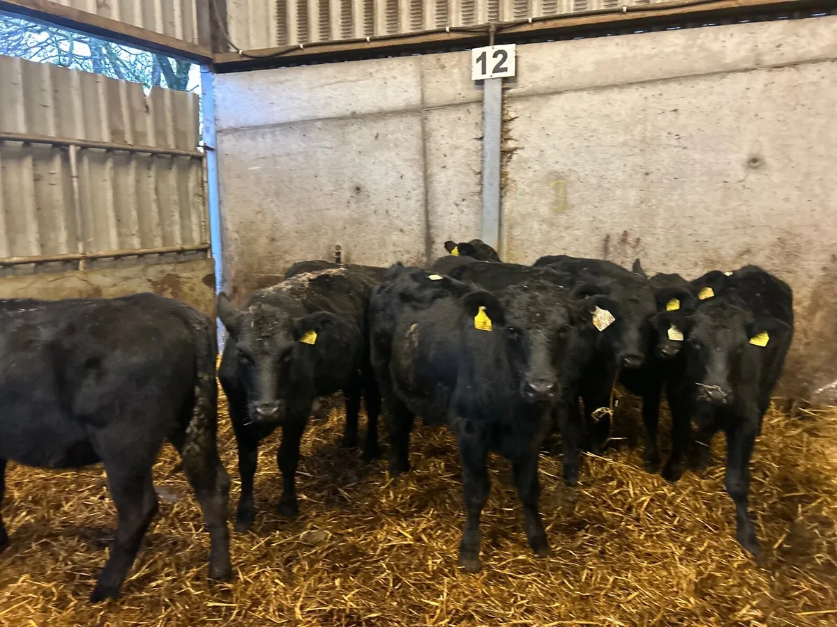 8 super  march born  Angus heifers - Image 4