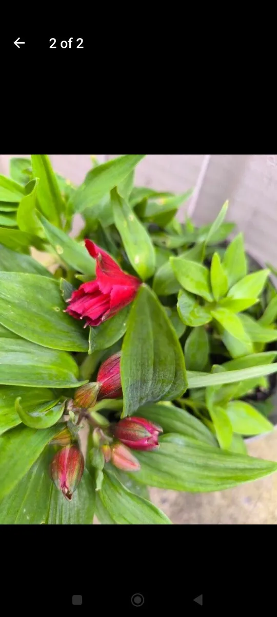Garden plants - Image 1