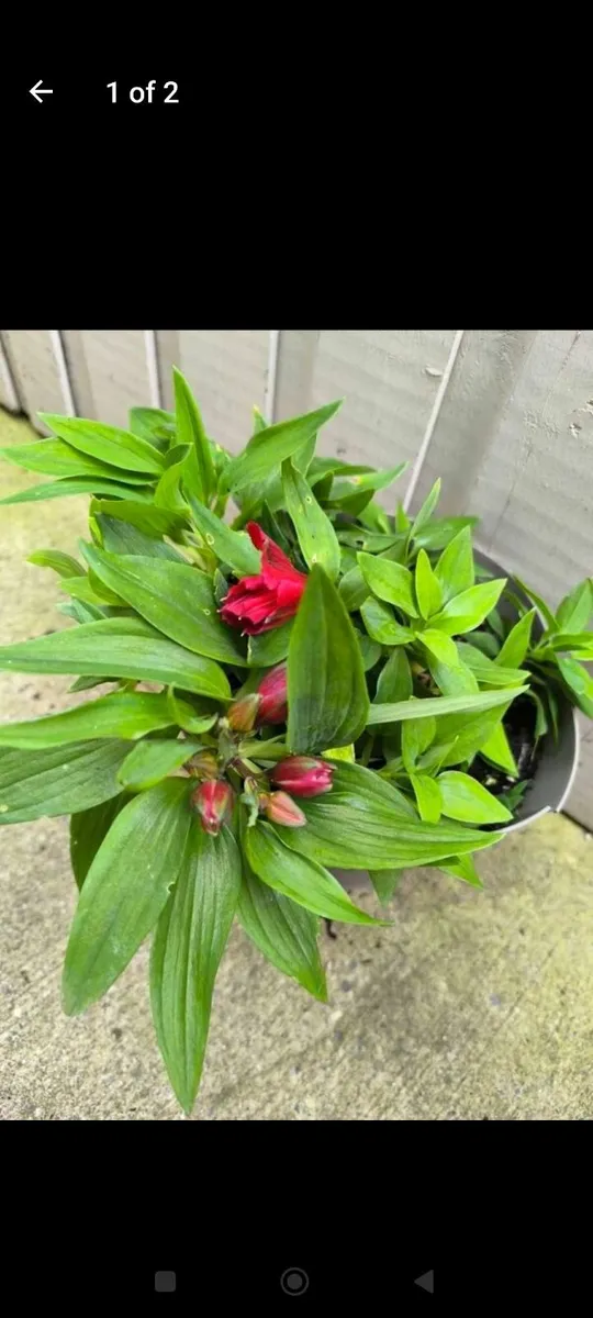 Garden plants - Image 2