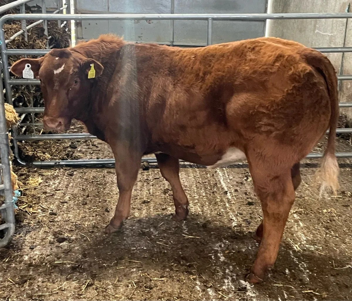 BB/LM hybrid Heifer - Image 4