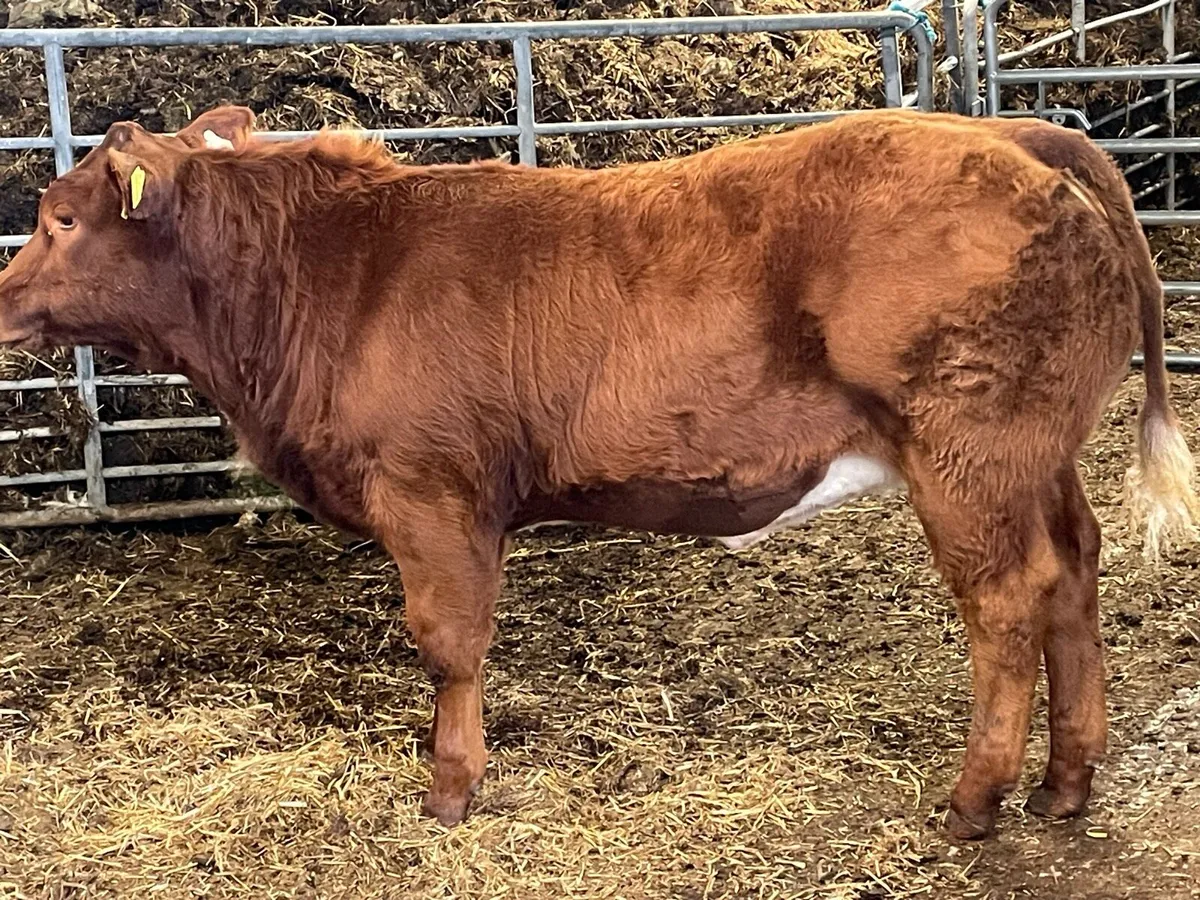 BB/LM hybrid Heifer - Image 2