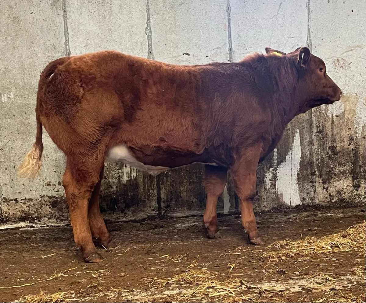BB/LM hybrid Heifer - Image 3